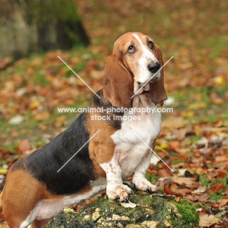 basset hound posing on a rock. autumn colours