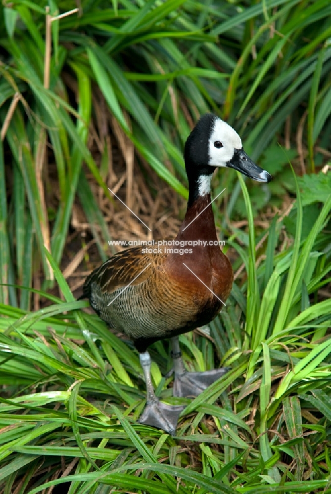 white-faced whistling duck standing on grass