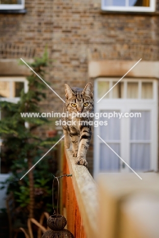 Tabby cat walking confidently on fence towards camera