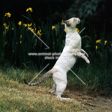 ch reoky jnala, tabby point siamese cat standing up on his hindlegs