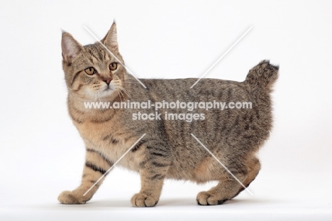 brown spotted tabby Pixie Bob cat, walking