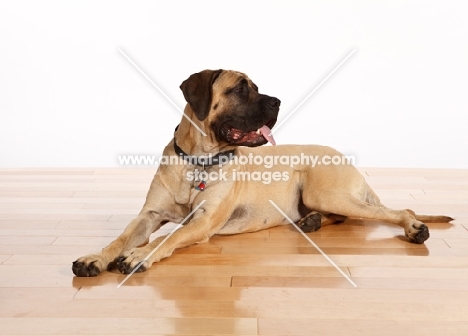 Mastiff on wooden floor