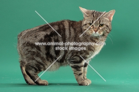 Silver Classic Tabby Manx cat, side view