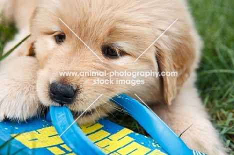 puppy chewing flip flop