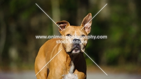 American Pit Bull Terrier