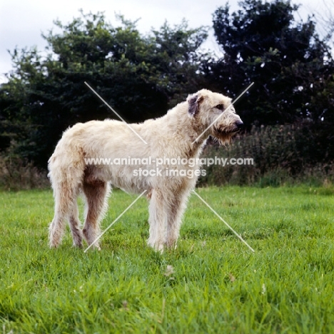 irish wolfhound standing in grass