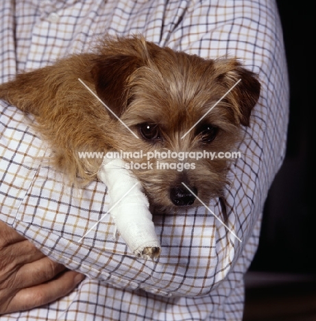 sad norfolk terrier with a bandaged leg in her owner's arms