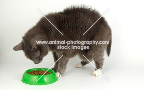 cat looking at green dish