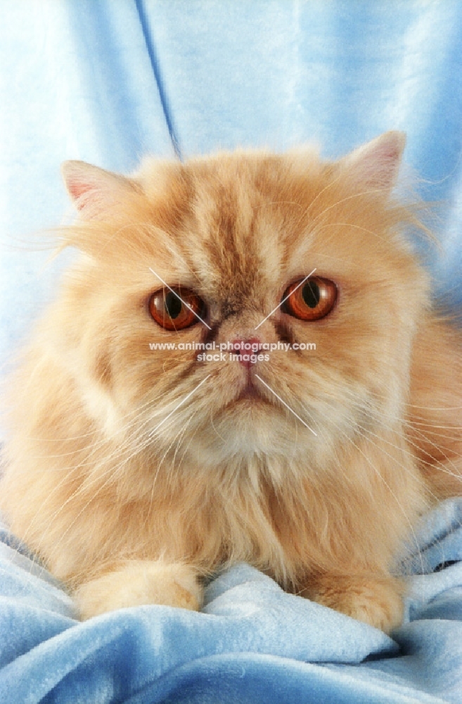 red cameo persian cat