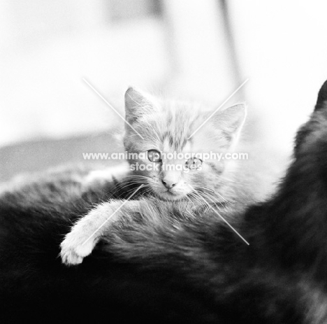 tabby kitten on his mother's back