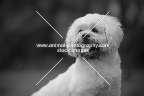 white lhasa apso with dirty mouth