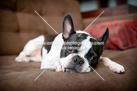 Boston Terrier resting on sofa