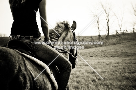 Thoroughbred being ridden in field