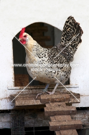 Groninger Meeuw (rare Old Dutch breed) in chicken coop