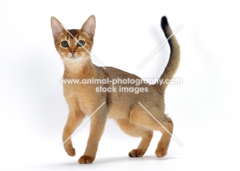 young ruddy abyssinian cat walking