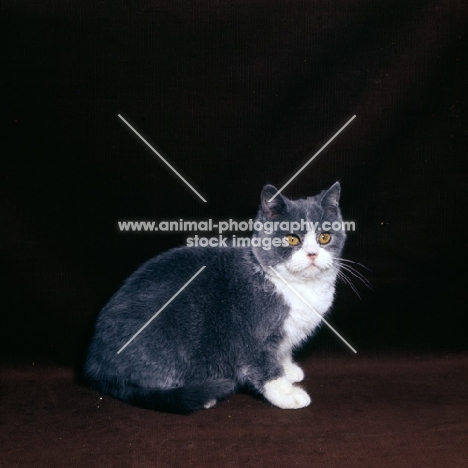 bi-coloured short hair cat, blue and white show cat