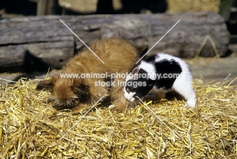 kitten biting griffon puppy in the leg