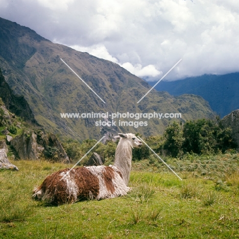 llama lying in peru, near machu picchu