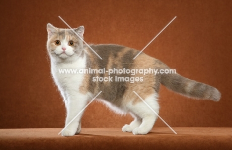 British Shorthair standing on rusty orange background