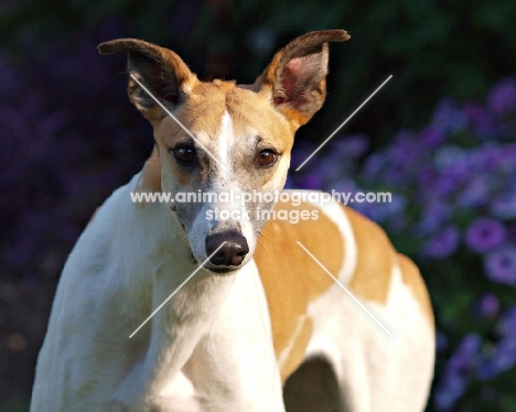 Greyhound looking at camera