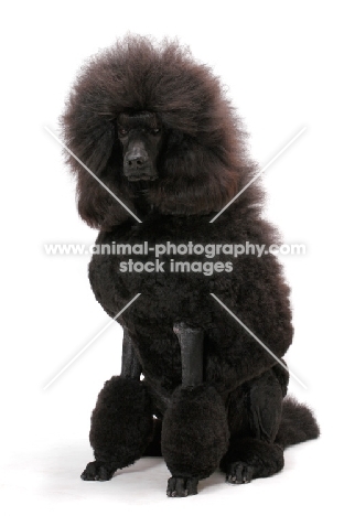 black standard Poodle sitting on white background