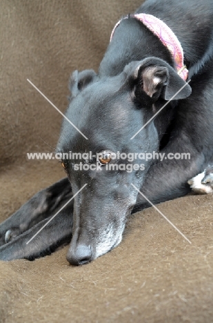 greyhound, ex racer, all photographer's profit from this image go to greyhound charities and rescue organisations