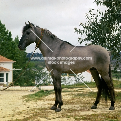 sorraia pony stallion in portugal