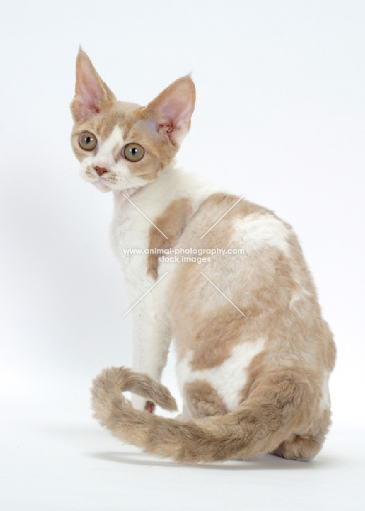 chocolate smoke & white Devon Rex sitting on white background, back view