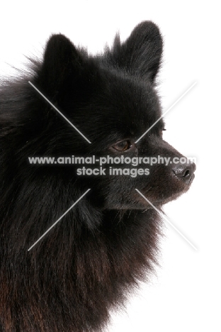 German Spitz(Mittel), Australian Champion, portrait