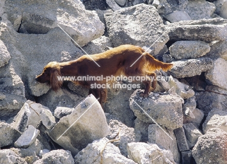 Irish setter rescue dog