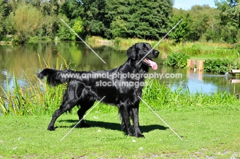 Flat Coated Retriever, side view