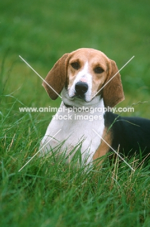 Anglo Francais Petite Venerie, aka Anglo-French Hound