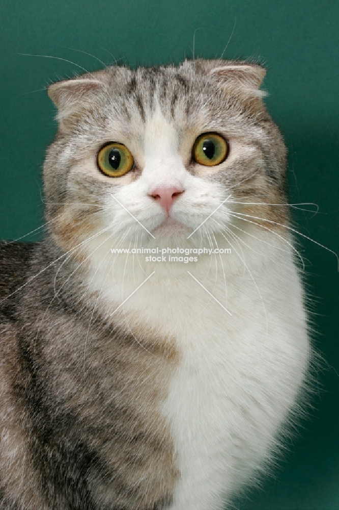 Silver Classic Tabby and White Scottish Fold cat, head study