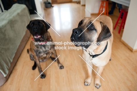 Wide angle image of Fawn and Bridle Mastiffs. 