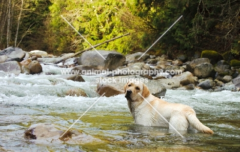 cream Labrador Retriever standing in river