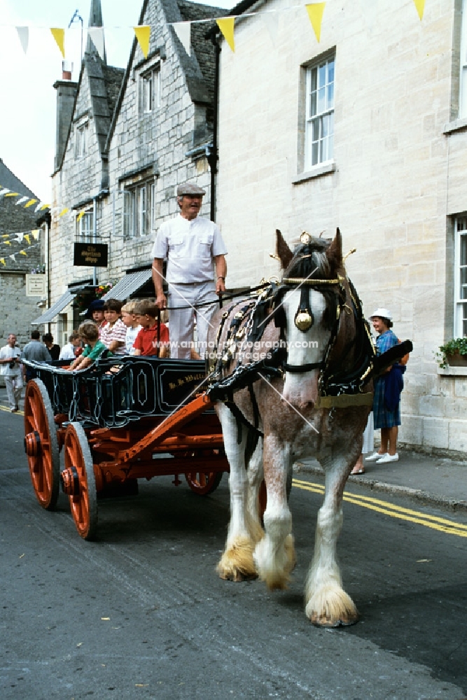 shire horse with a cartload of children parading through painswick village, cotswolds, gloucestershire