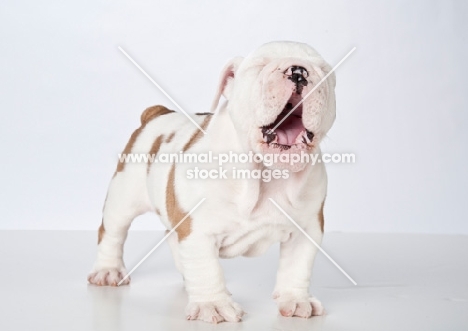 bulldog puppy yawning