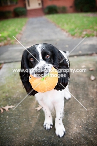 springer spaniel running down sidewalk while shaking toy in mouth