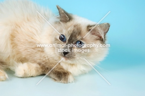 blue tortie ragdoll cat