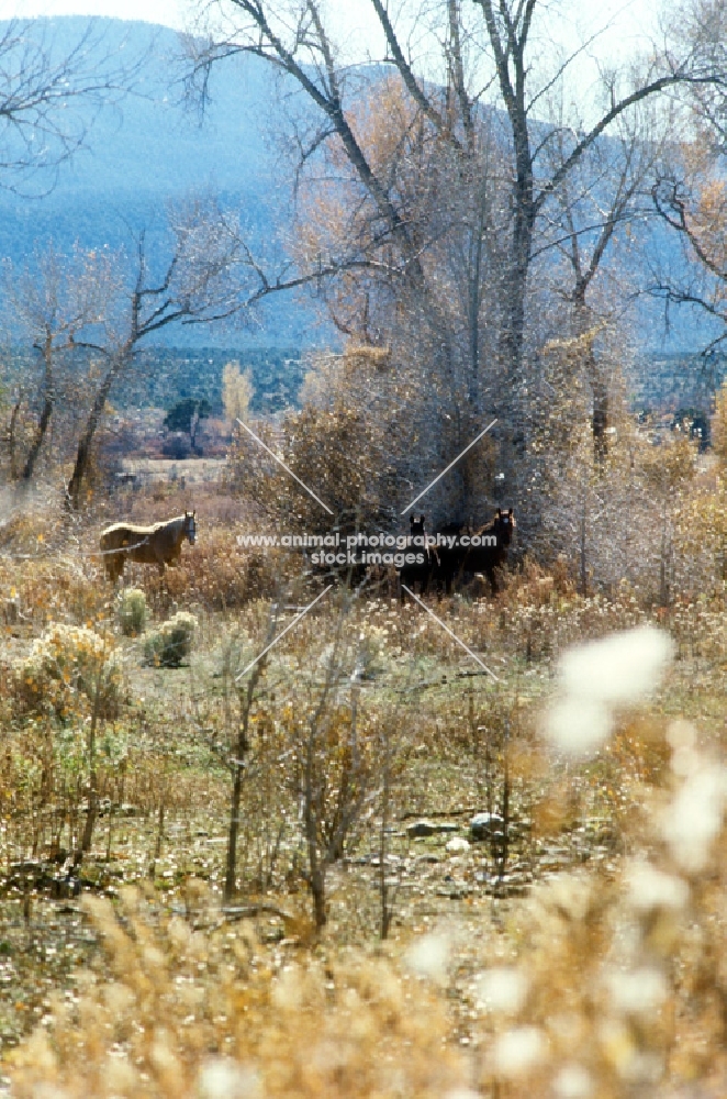 indian ponies in scenery near taos, new mexico