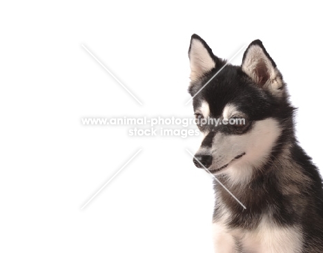 Alaskan Klee Kai dog portrait