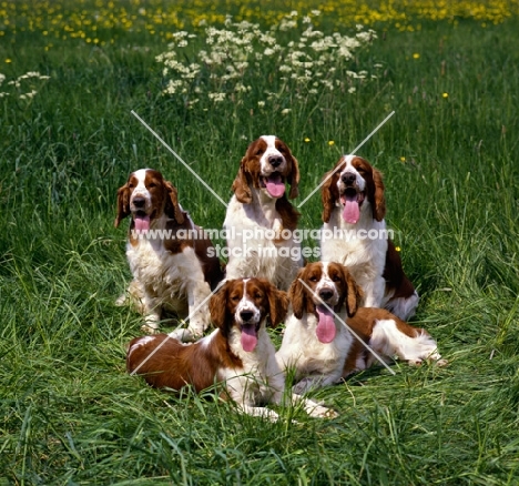 five welsh springer spaniels in a group
