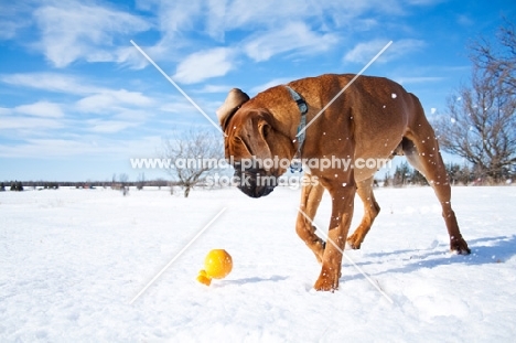 Boxer chasing toy through snowy field