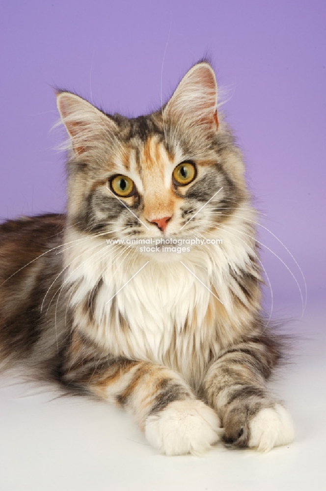 maine coon, silver tortie tabby colour