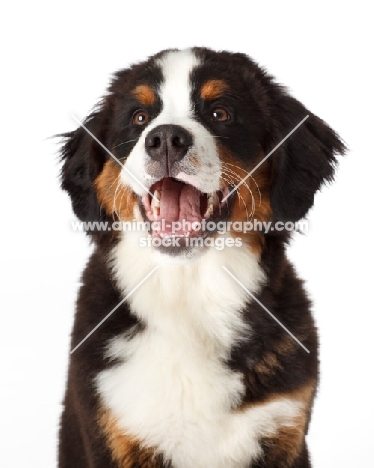 cute Bernese Mountain Dog puppy