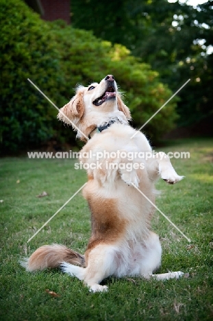 corgi mix balancing on back legs