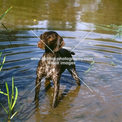 sh ch hillanhi laith (abbe)  german shorthaired pointer standing in water