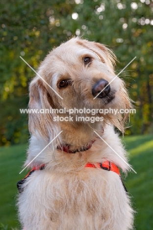 Goldendoodle portrait