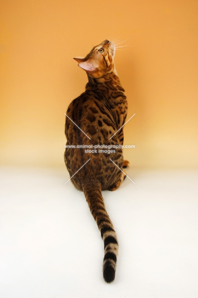 brown spotted bengal looking up