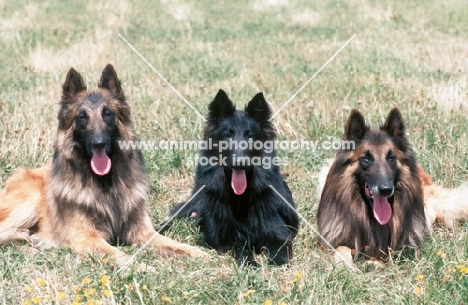 belgian sheepdogs tervueren and groenendael, middle